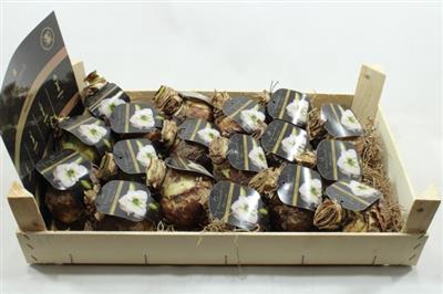 <h4>WITTE AMARYLLIS BOLLEN 26/28 cm X18 met etiket!!!</h4>