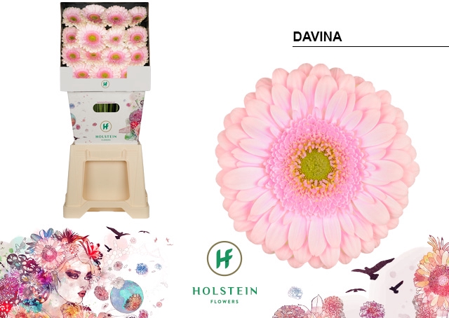 <h4>Gerbera diamond davina</h4>