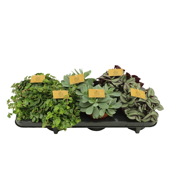 <h4>Gemengde tray 12cm</h4>