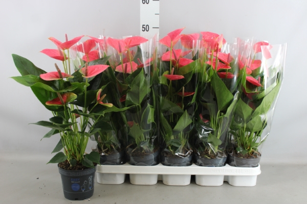 <h4>Anthurium  'Karma Pink'</h4>