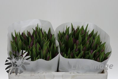 <h4>Tulipa si purple prince</h4>