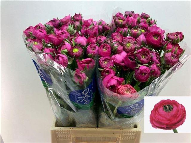 <h4>Ranunculus hot pink</h4>