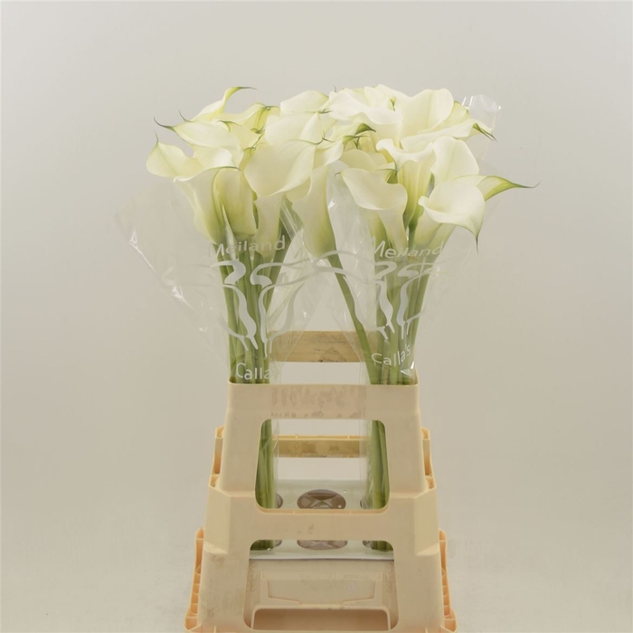 <h4>Zantedeschia captain ventura</h4>