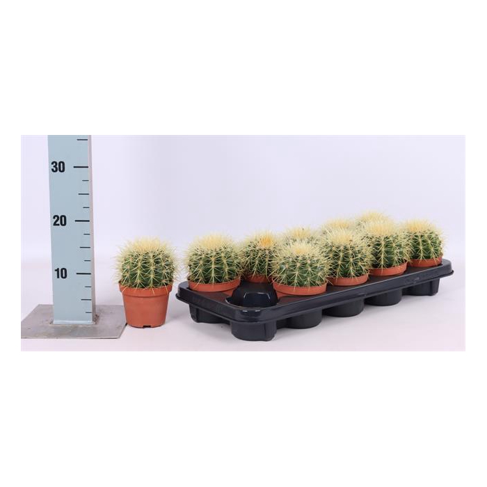 <h4>Echinocactus Grusonii (Cites) 10,5Ø 18cm</h4>