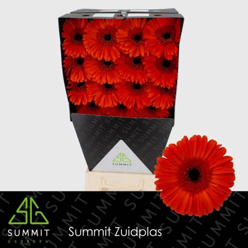 <h4>Gerbera Capella Diamond</h4>