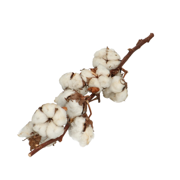 <h4>Dried flowers Cotton 40cm 10ball</h4>