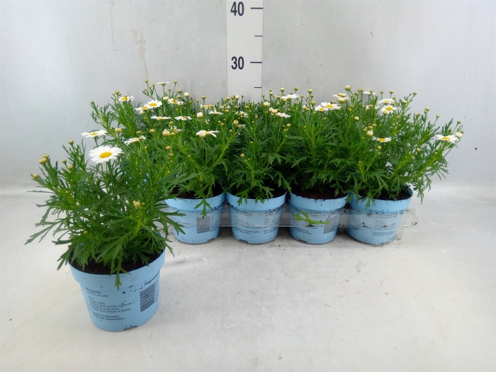 <h4>Argyranthemum 'la Rita Comp White'</h4>