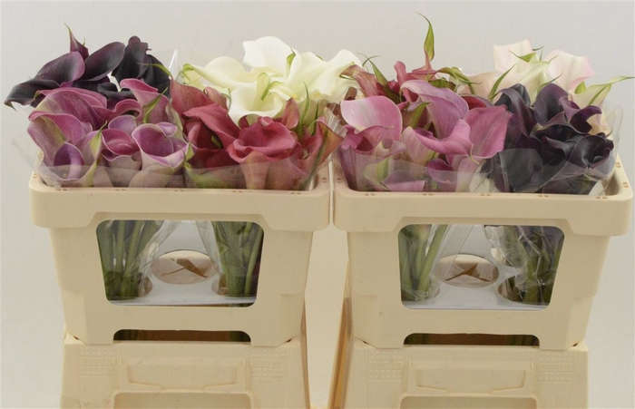 <h4>Calla Gemengd In Fust | Dubbelbloemig</h4>