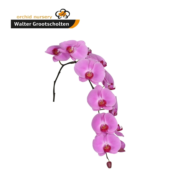 <h4>Phalaenopsis happy valentina (per stem)</h4>
