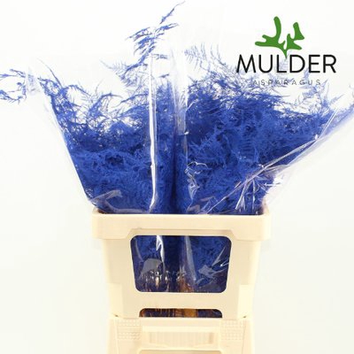 <h4>Leaf asparagus paint blue dark</h4>