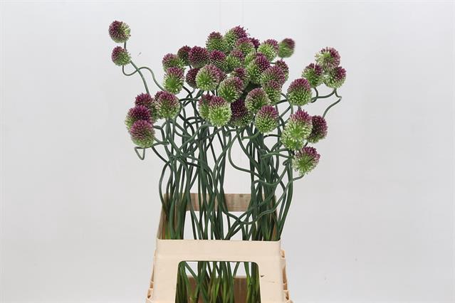 <h4>Allium dancing tango</h4>