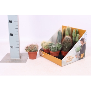 Cactus mix 8,5Ø 25cm