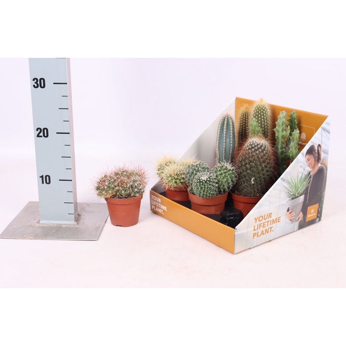 <h4>Cactus mix 8,5Ø 25cm</h4>