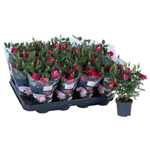 <h4>Nolina Roses Ø 7 cm Gigi</h4>