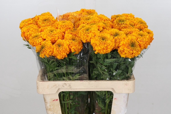 <h4>Tagetes promise orange</h4>