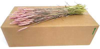 <h4>Triticum per bunch frosted pink</h4>
