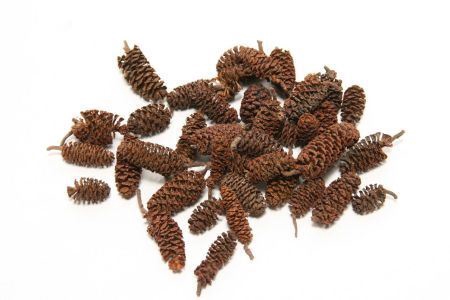 <h4>Pinecone Birch Pine 300gr</h4>