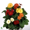 Gerbera Joybera White