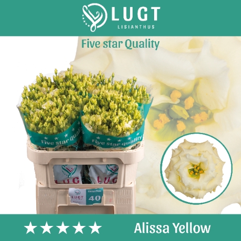 <h4>Eus G Alissa Yellow</h4>