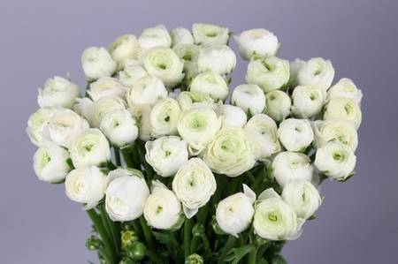 <h4>Ranunculus elegance white</h4>