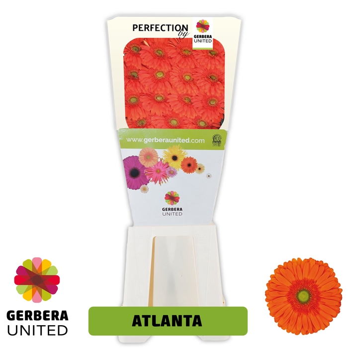 <h4>Gerbera Atlanta Diamond</h4>