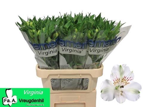 <h4>Alstroemeria virginia</h4>