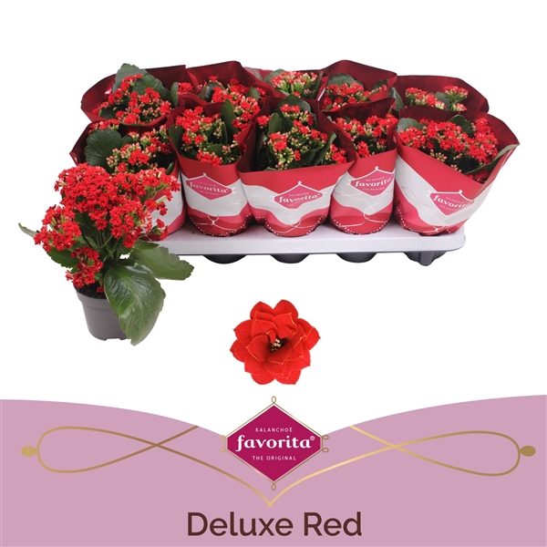 <h4>Kalanchoe Double Deluxe Red stadium 1</h4>