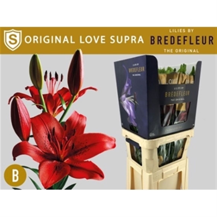 <h4>Li La Original Love Supra</h4>
