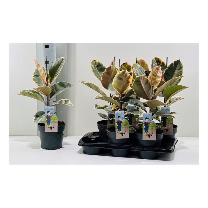 <h4>Ficus elastica Tineke 17Ø 55cm 1pp</h4>