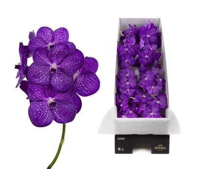 <h4>Vanda bright purple per stem</h4>