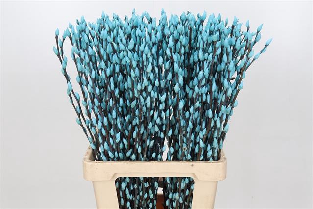 <h4>Salix paint pussy willow blue light</h4>