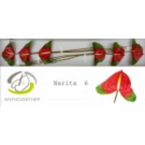 <h4>Anthurium narita</h4>