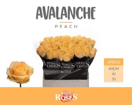 <h4>R Gr Avalanche Peach+</h4>