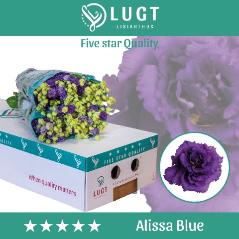 <h4>Eust. Alissa Blue 850</h4>