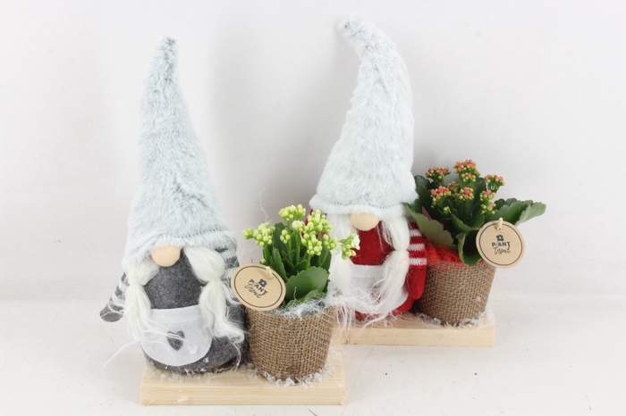 <h4>arr2 PL - Gnome op plank sneeuw - rood/wit</h4>