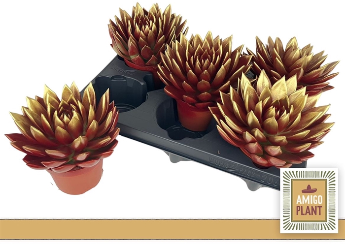 <h4>Echeveria Miranda P10.5 Goud</h4>