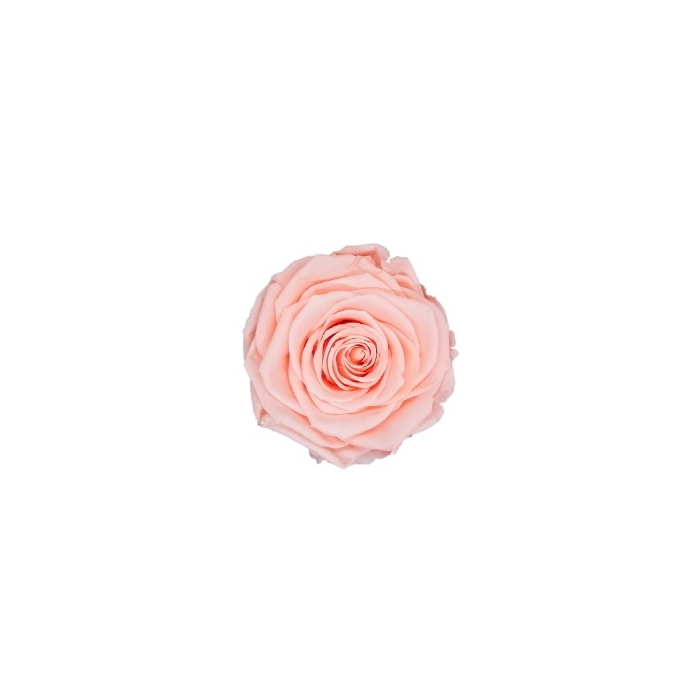 <h4>PRESERVED ROSES XL PEA-99</h4>