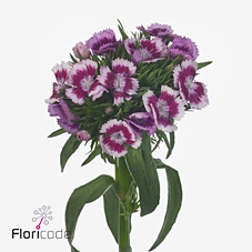 <h4>Dianthus br aldo viola fantasia</h4>
