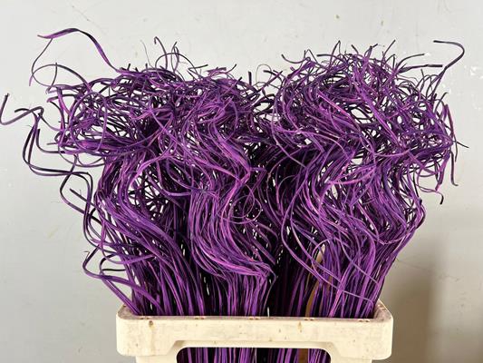 <h4>Stem Ting Ting Bs D.lilac</h4>