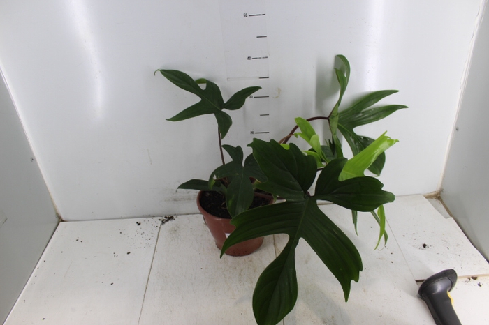 <h4>PHILODENDRON FLORIDA P19</h4>