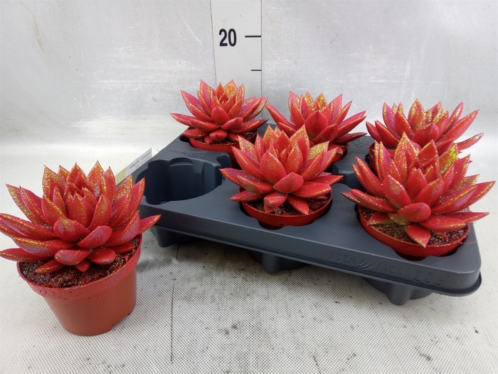 <h4>Echeveria  'Miranda'</h4>