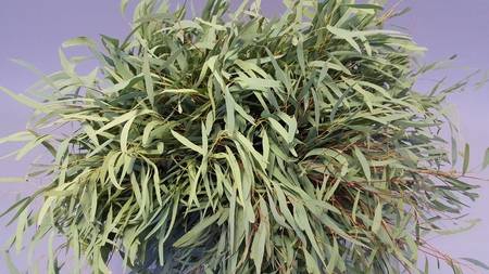 <h4>Leaf eucalyptus nicholii per bunch</h4>