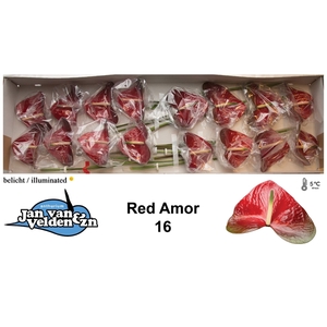 Red Amor 16