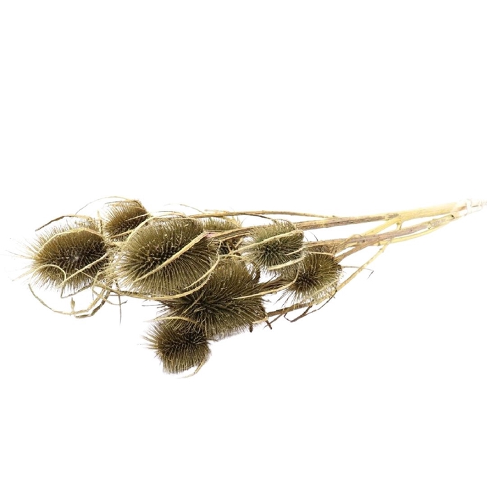 <h4>Droogbloem Cardi 50cm</h4>