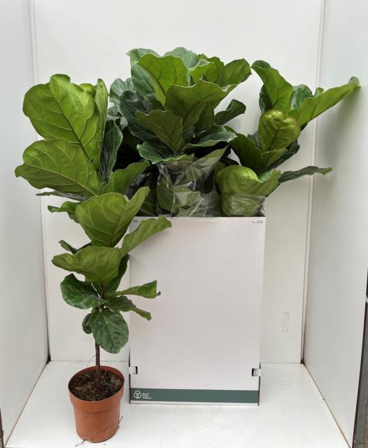 <h4>FICUS LYRATA</h4>