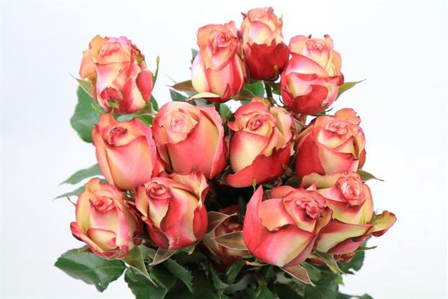<h4>Rosa ec paloma</h4>