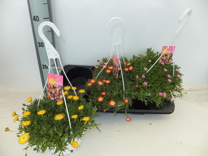 <h4>Delosperma cooperi Lido gemengd</h4>