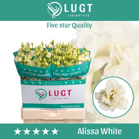 <h4>Eust. Alissa White 544</h4>
