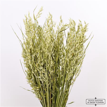 <h4>Dried Avena (haver) Natural Bunch</h4>