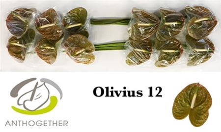 <h4>Anth A Olivius 12</h4>